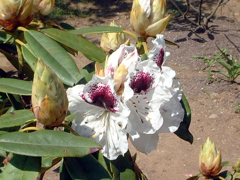 Rhododendron