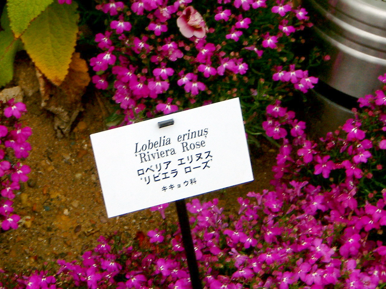 Garden lobelia