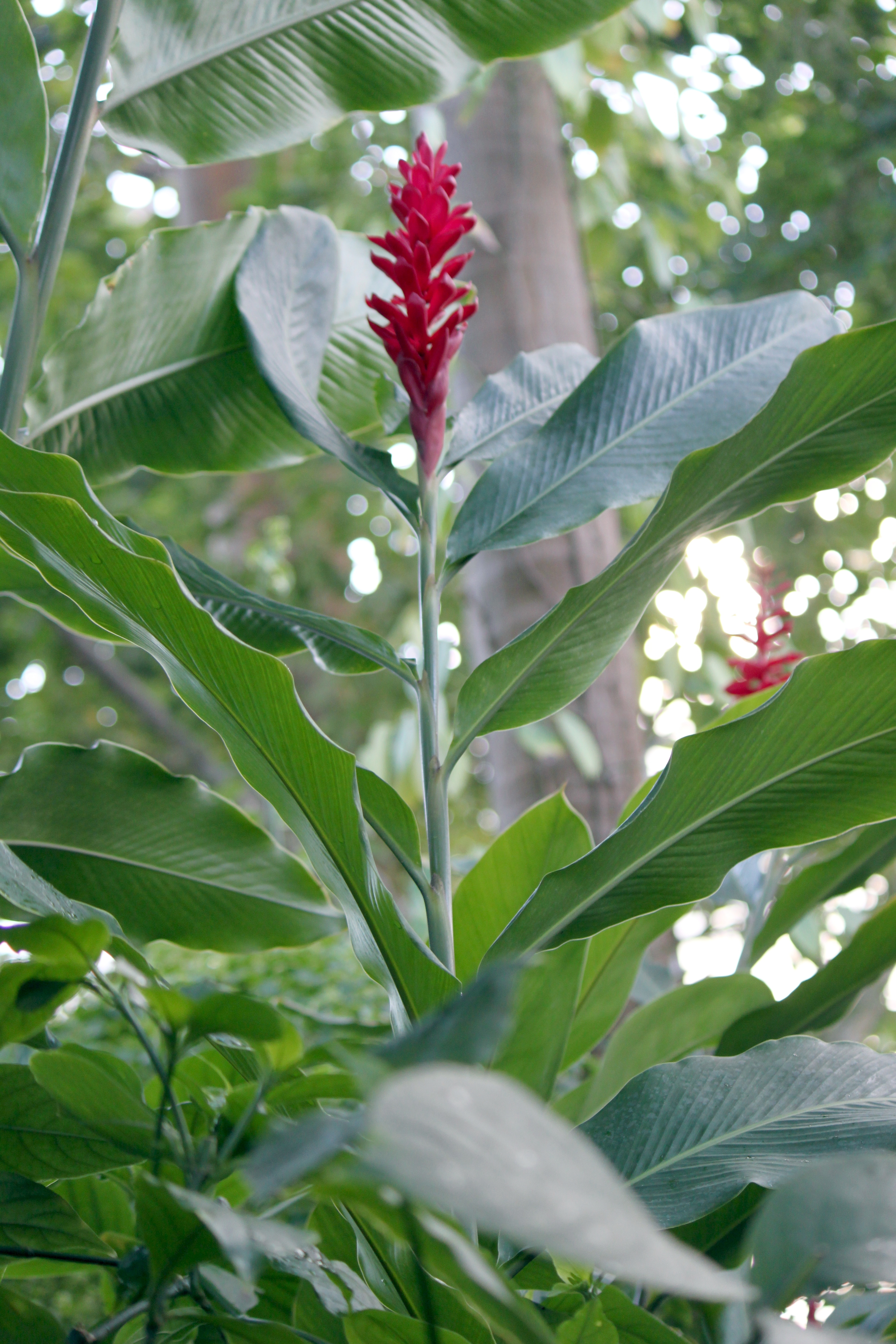 紅花月桃 Alpinia Purpurata 科技研花图画书