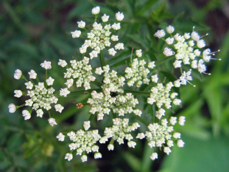 セリ Oenanthe Javanica かぎけん花図鑑