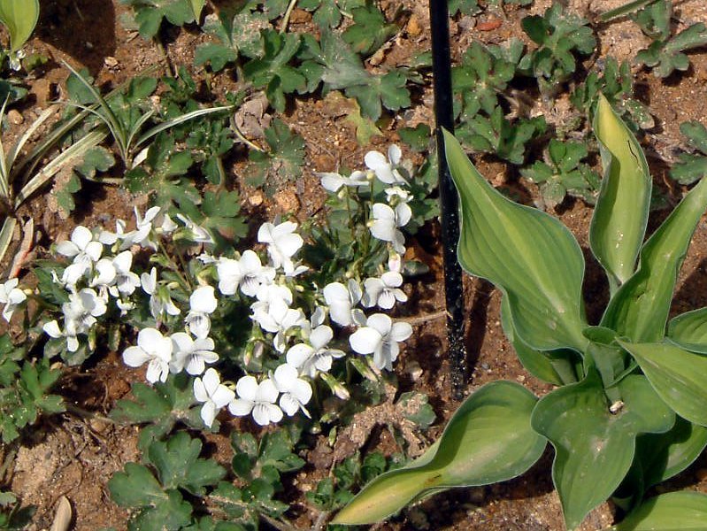 Viola 'Misuzu maichidori'