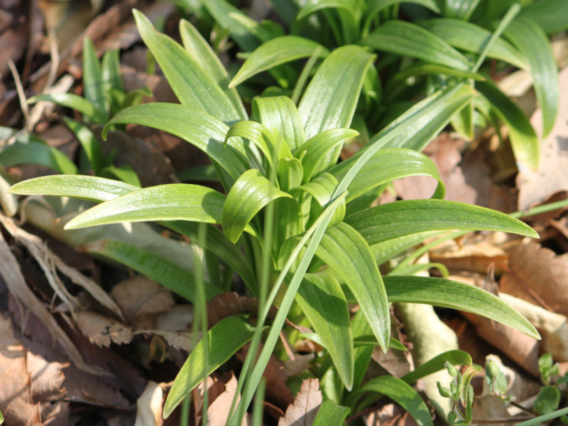 Easter lily