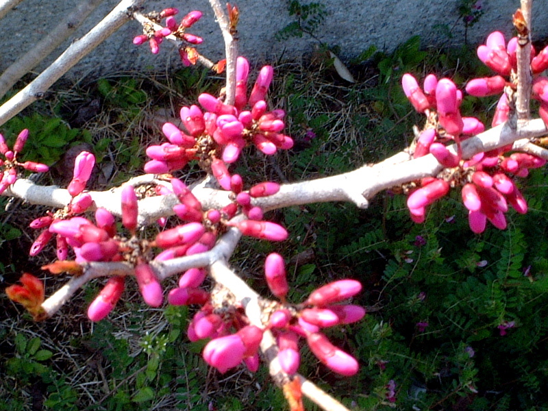 紫荆 Cercis Chinensis 科技研花图画书