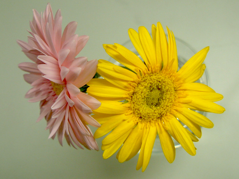 Gerbera