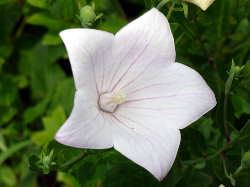 キキョウ | Platycodon grandiflorus | かぎけん花図鑑