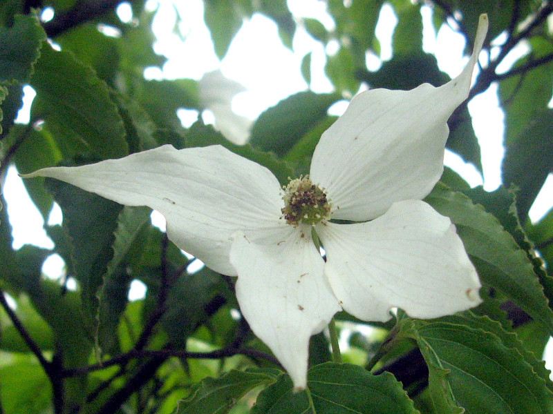 四照花 Benthamidia Japonica 科技研花图画书