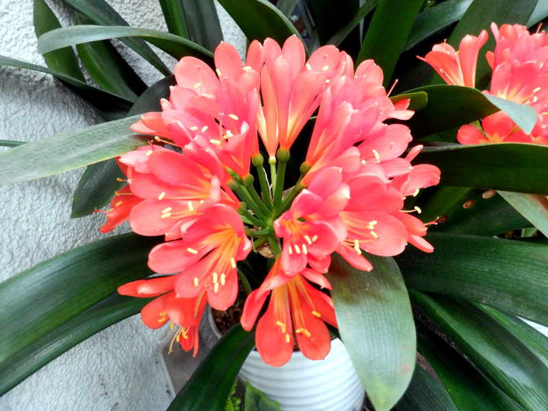 Clivia