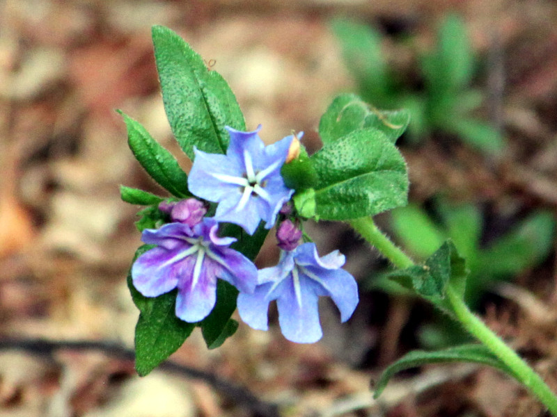 Lithospermum zollingeri