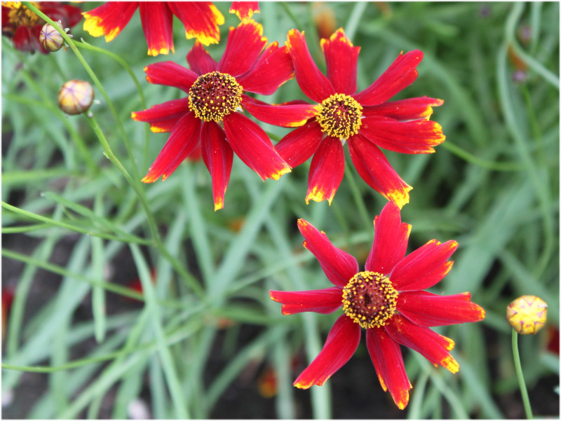 Coreopsis tinctoria