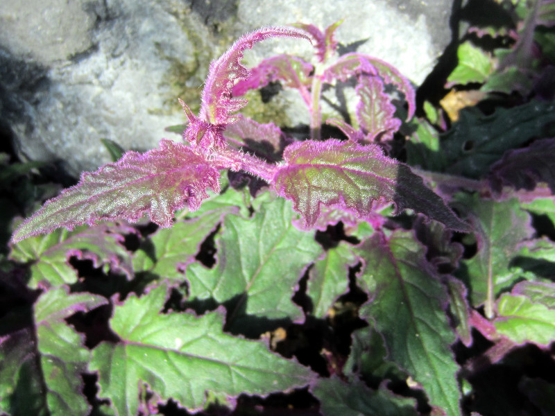 Gynura aurantiaca