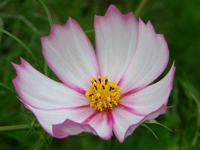 Cosmos