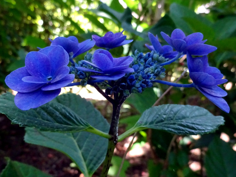 額紫陽花 'ポージーブーケ ミミ'