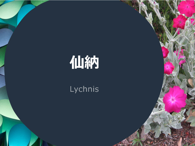 Lychnis