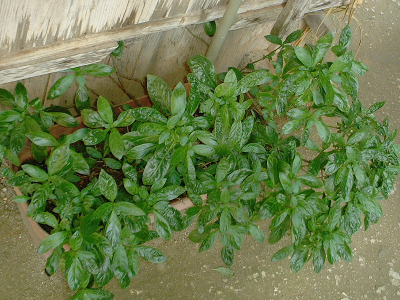 Strobilanthes cusia