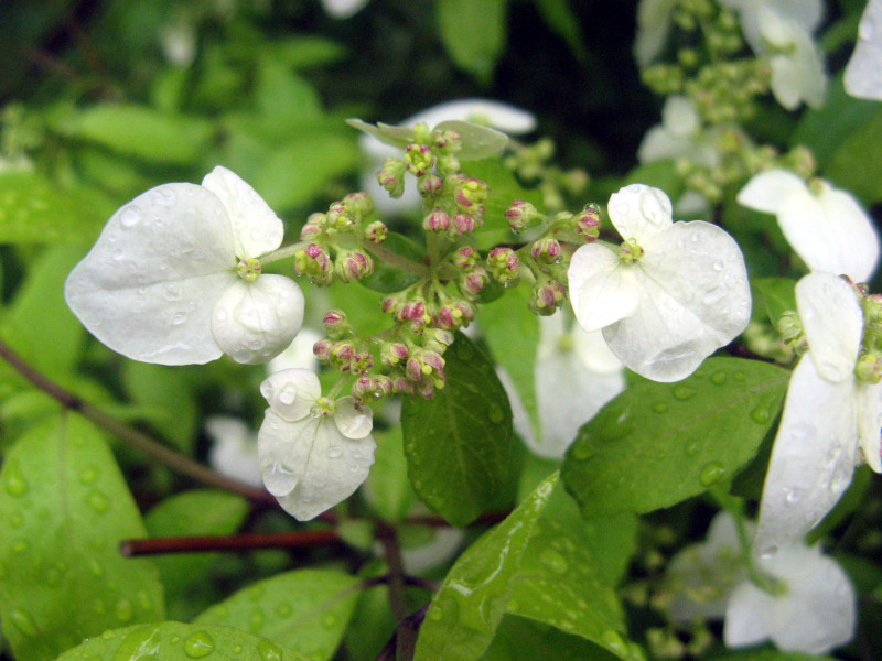 Hydrangea scandens