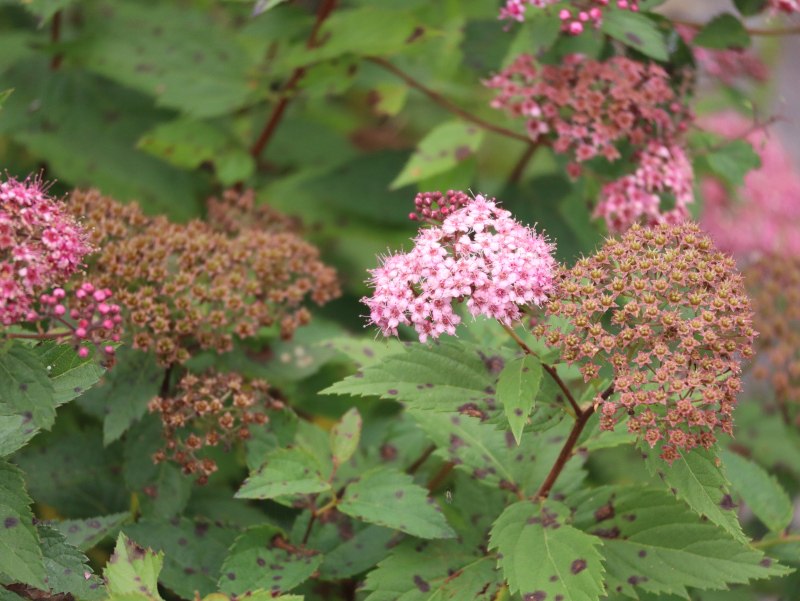 Spiraea japonic