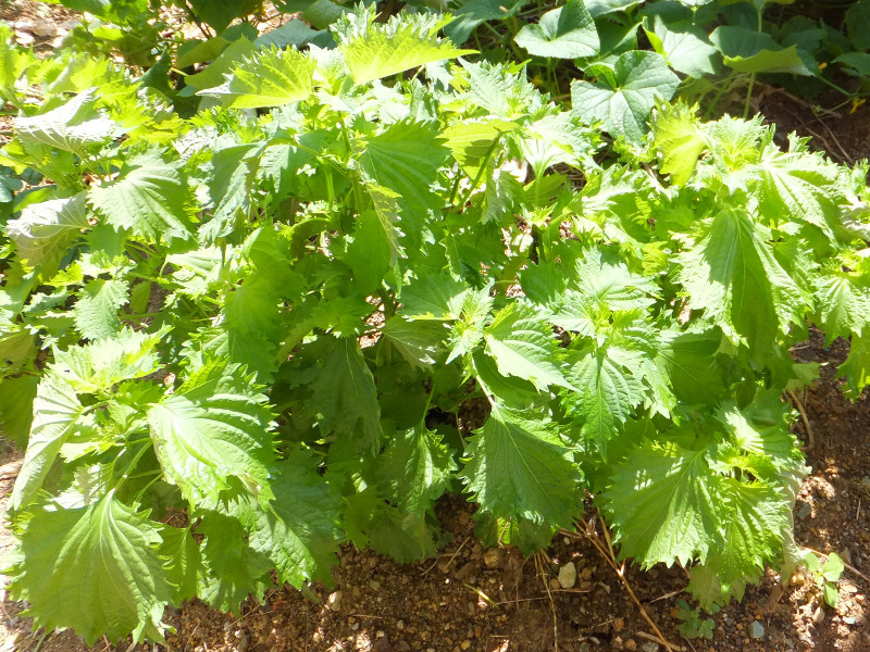 シソ Perilla Frutescens Var Crispa かぎけん花図鑑