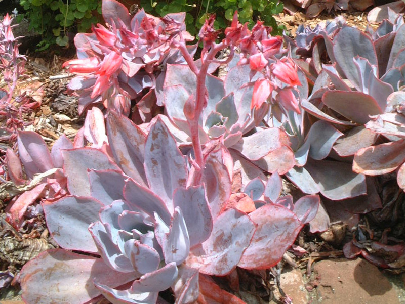 Echeveria cante