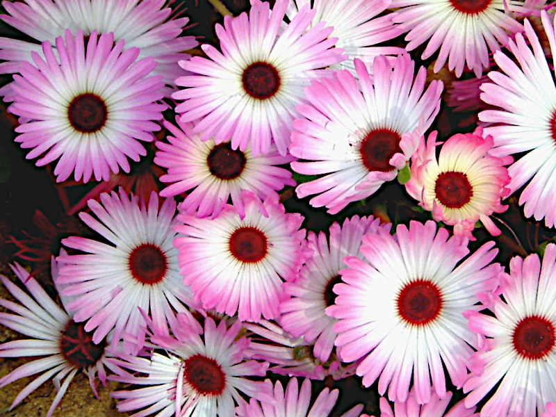 Livingstone Daisy