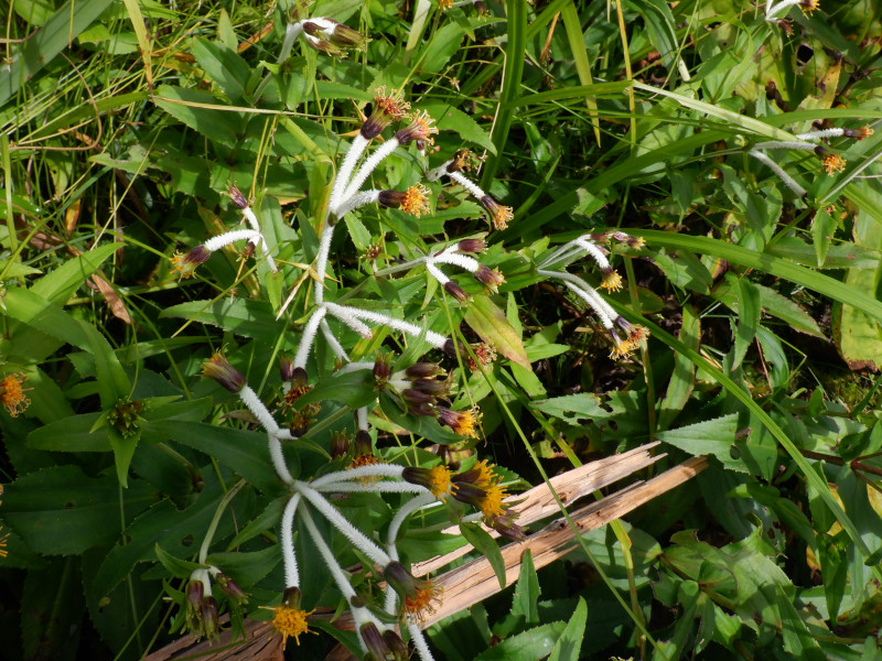 Arnica mallatopus