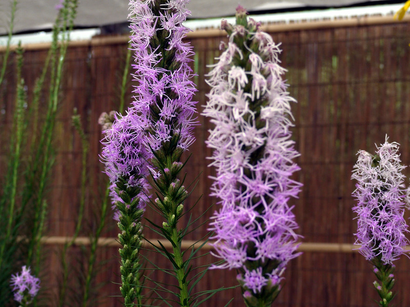 リアトリス Liatris Spicata かぎけん花図鑑