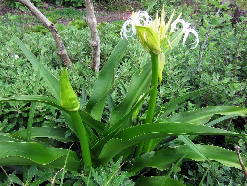 ハマユウ Crinum Asiaticum かぎけん花図鑑