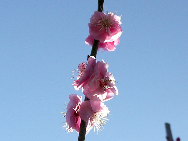 Prunus mume 'Fenhong Zhusac'