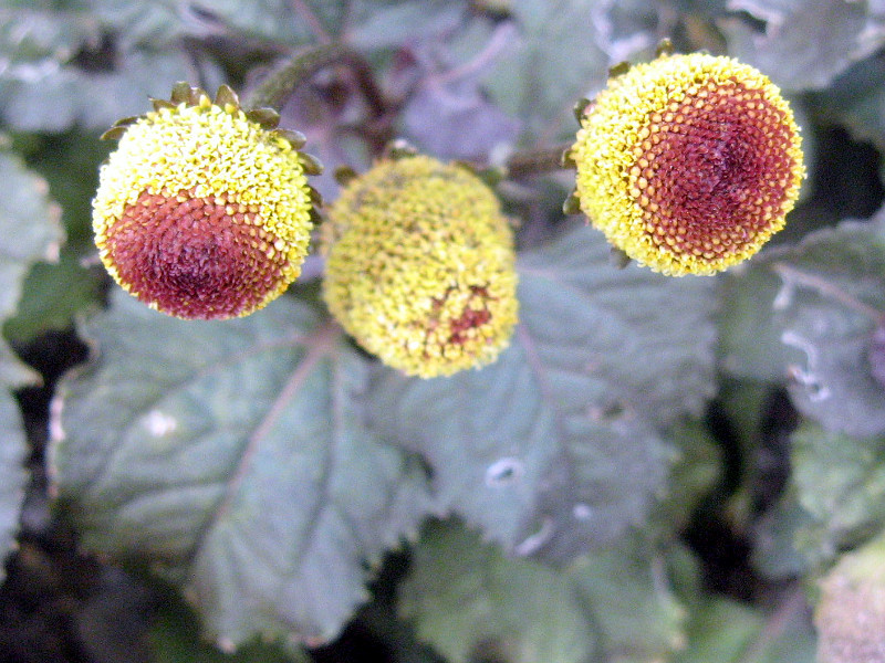 オランダセンニチ Acmella Oleracea かぎけん花図鑑