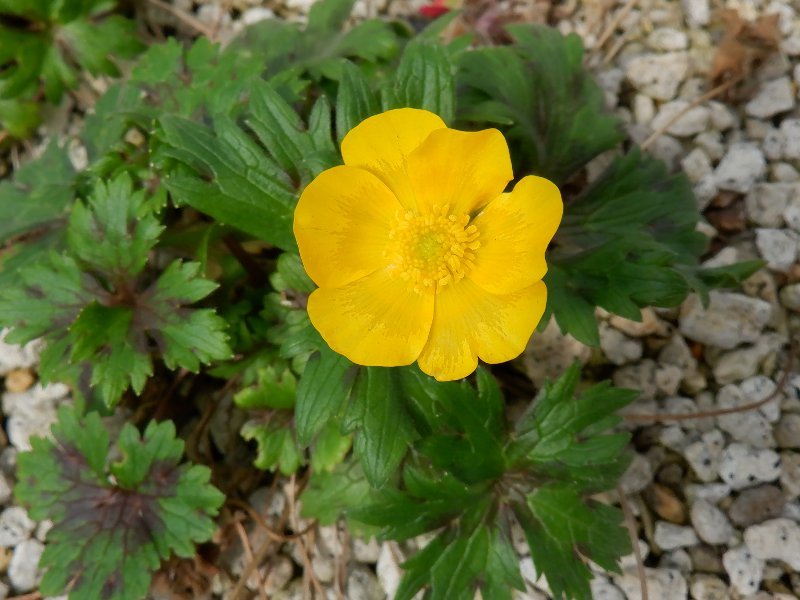 Ranunculus acris