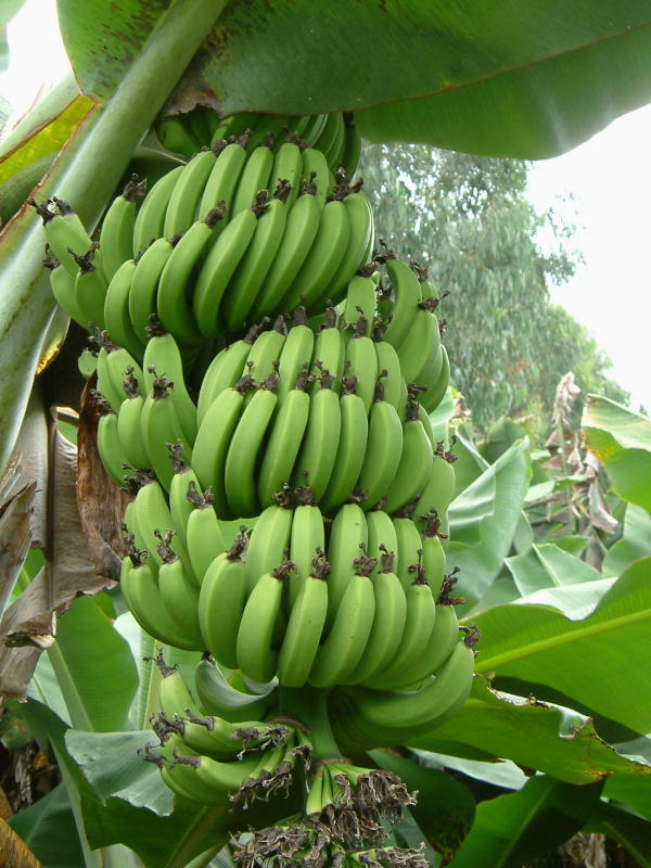 Musa