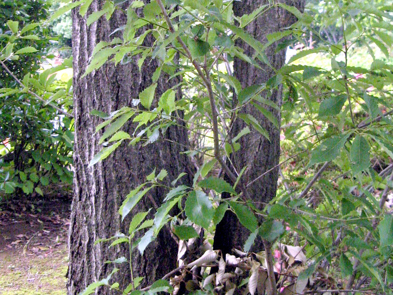 コナラ Quercus Serrata かぎけん花図鑑