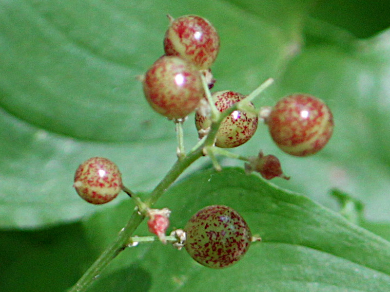 Maianthemum dilatatum