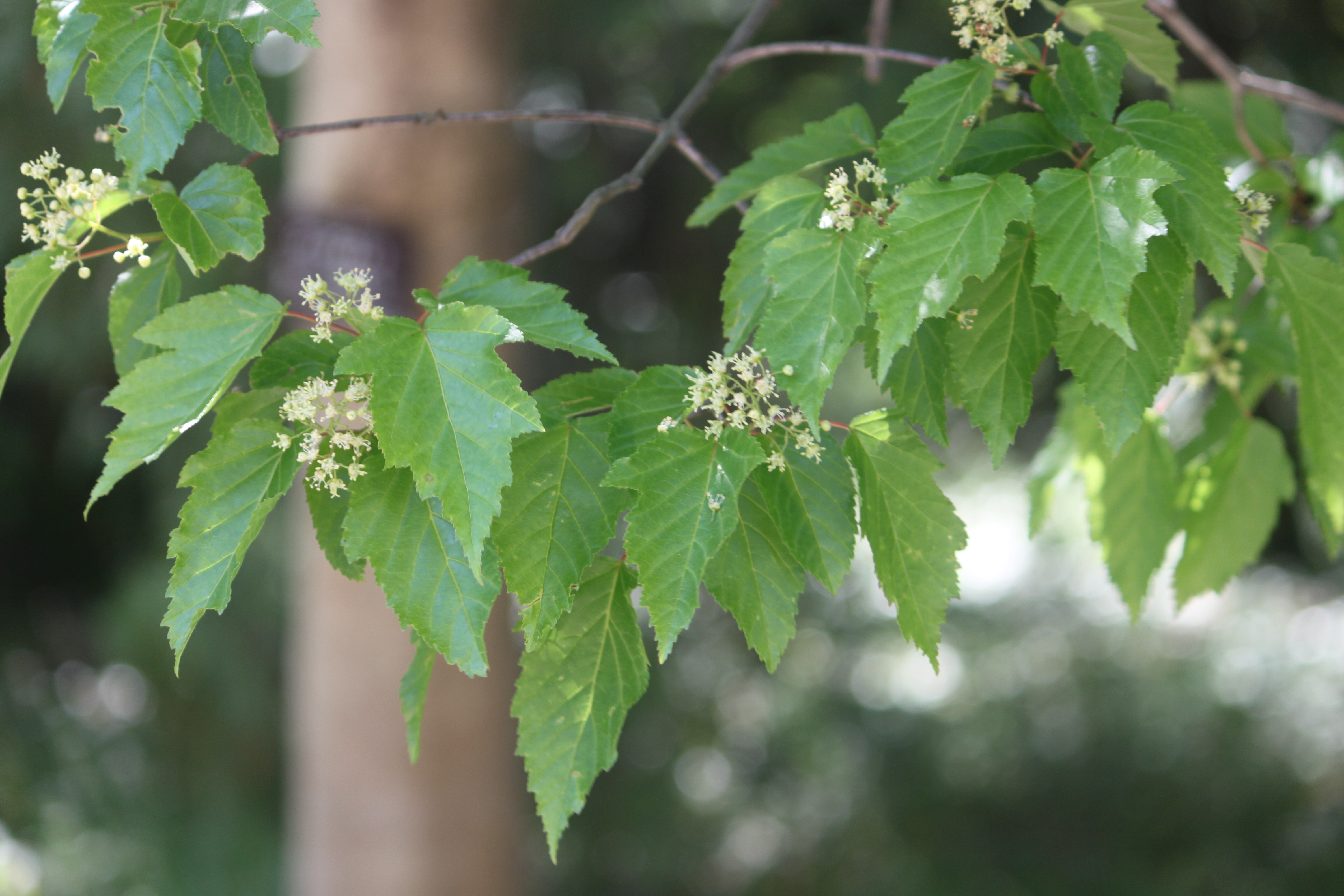 Acer aidzuense