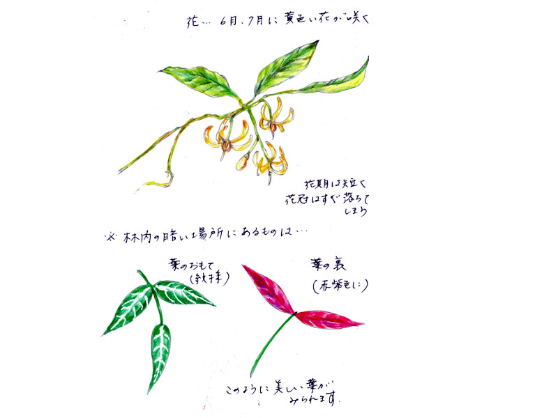 Gardneria multiflora