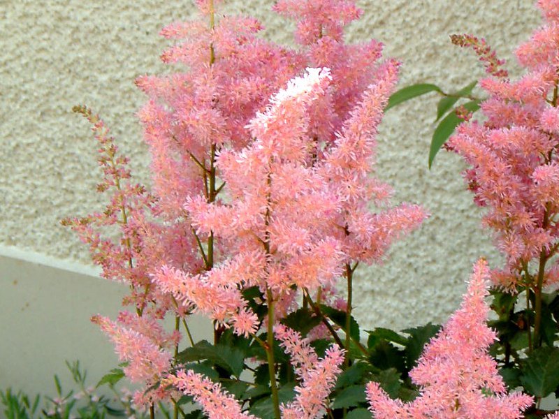 アスチルベ Astilbe Arendsii かぎけん花図鑑