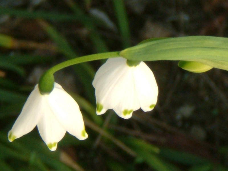 スノーフレーク Leucojum Aestivum かぎけん花図鑑