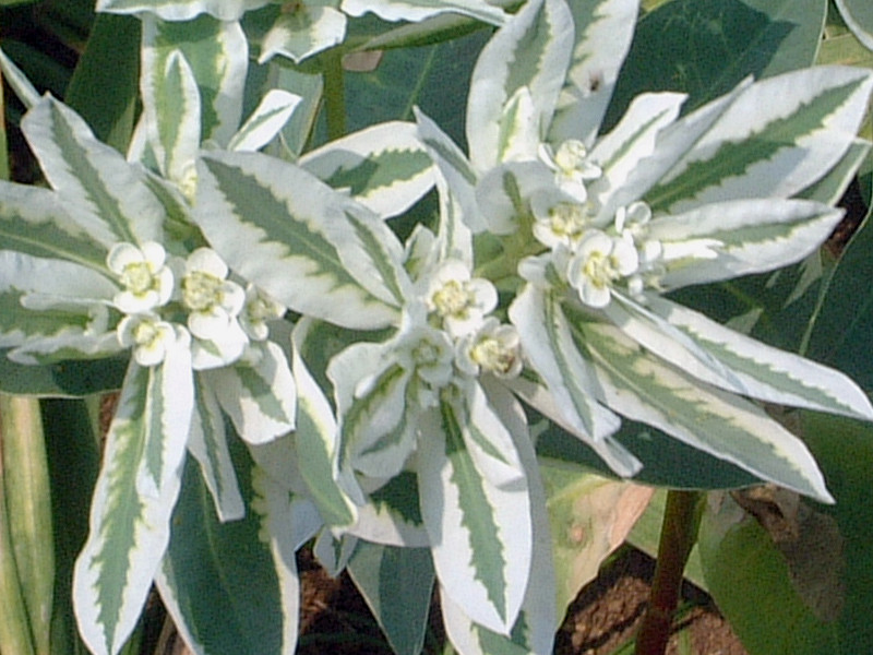 ハツユキソウ Euphorbia Marginata かぎけん花図鑑