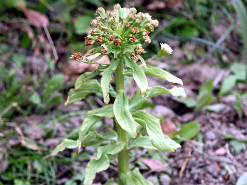 フキ Petasites Japonicus かぎけん花図鑑