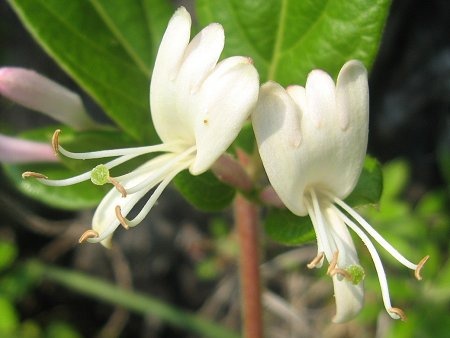 スイカズラ | Lonicera japonica | かぎけん花図鑑