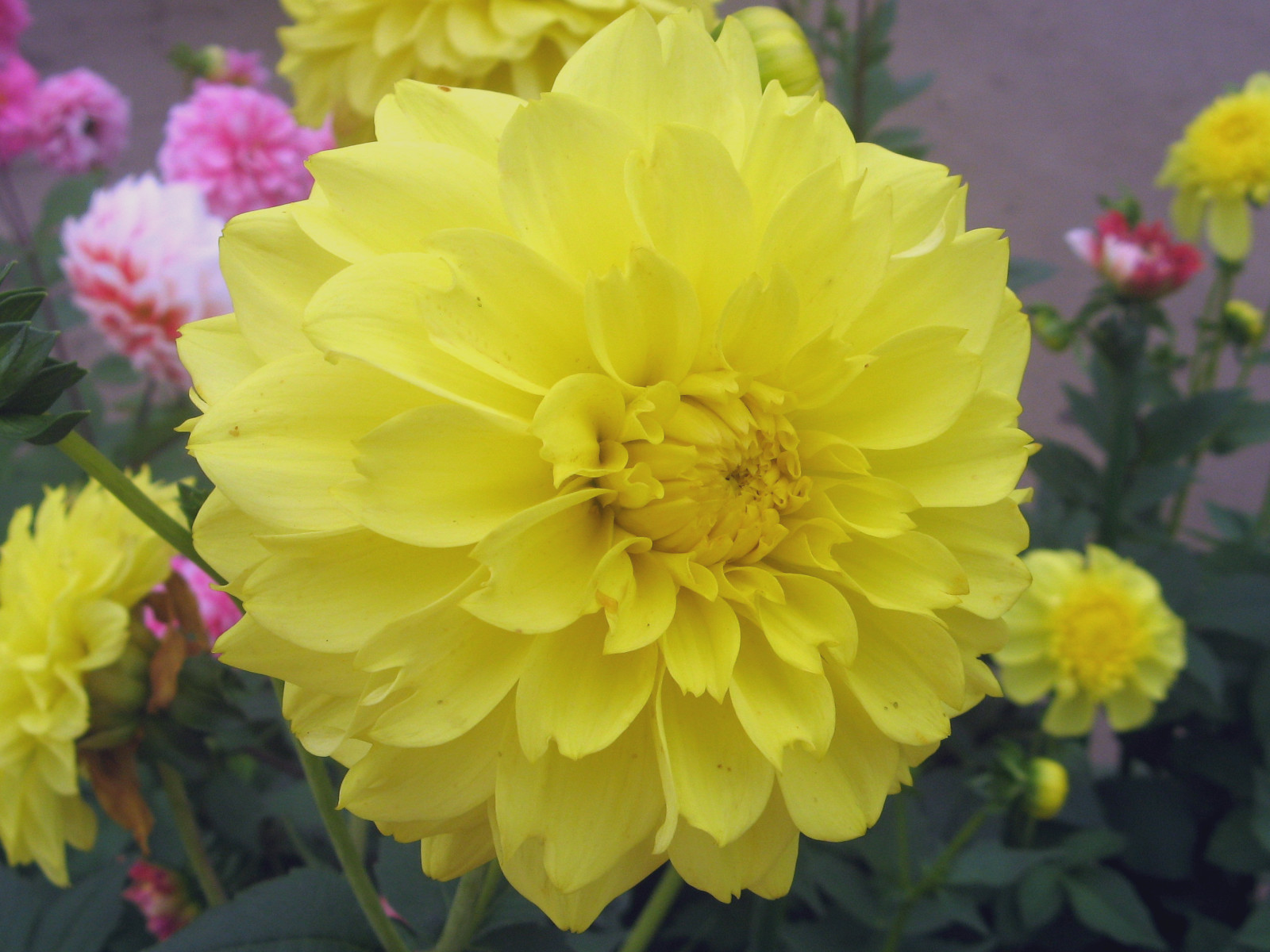 Dahlia