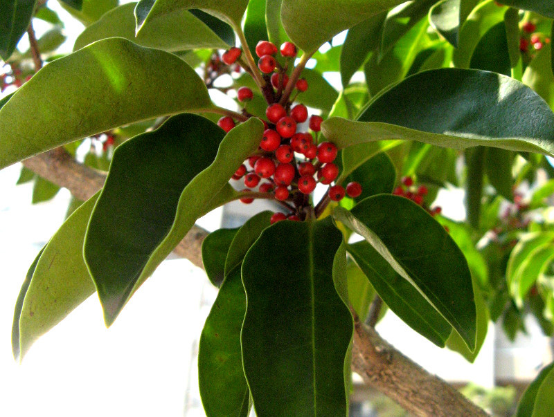 クロガネモチ Ilex Rotunda Thunb かぎけん花図鑑