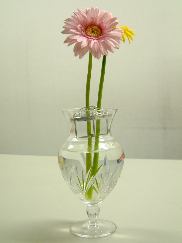 Gerbera