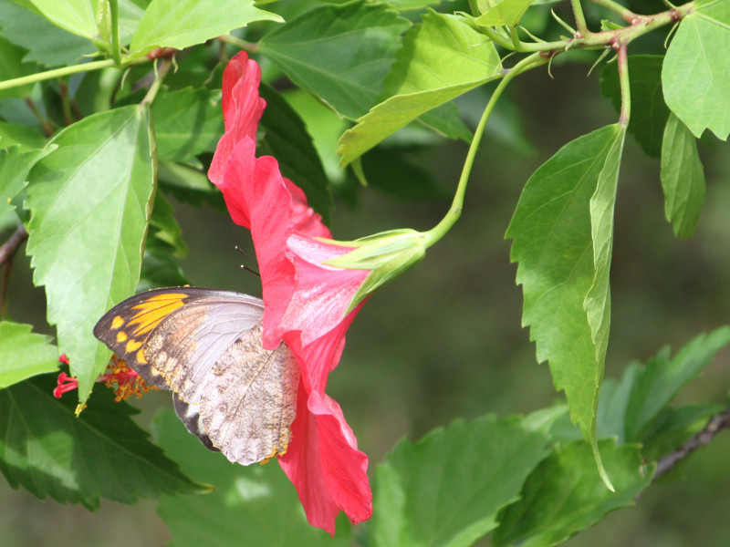 Hibiscus 