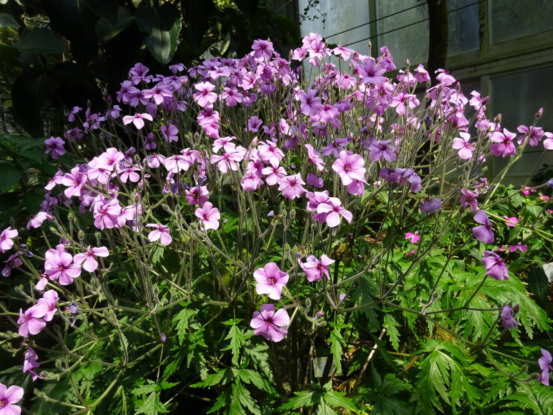 ゲラニウム マデレンセ Geranium Maderense かぎけん花図鑑