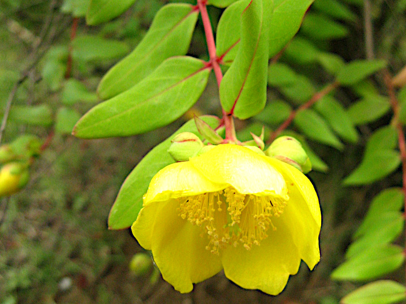 Hypericum patulum