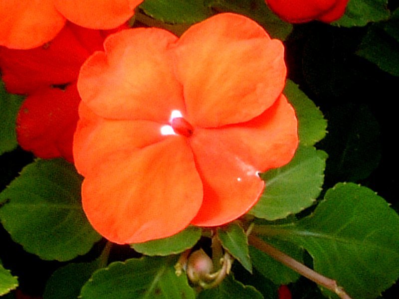 インパチェンス Impatiens Walleriana かぎけん花図鑑