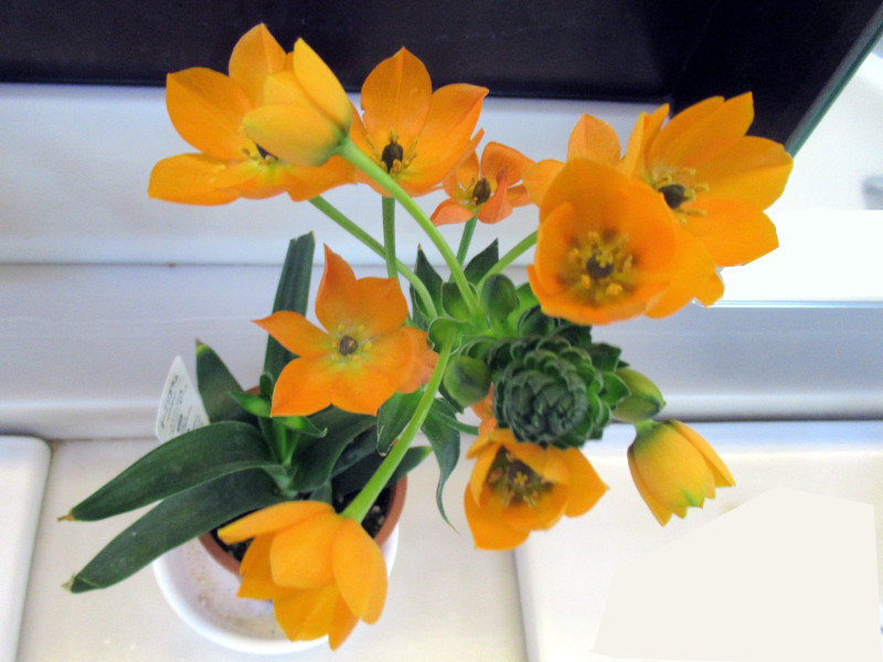 Ornithogalum thyrsoides