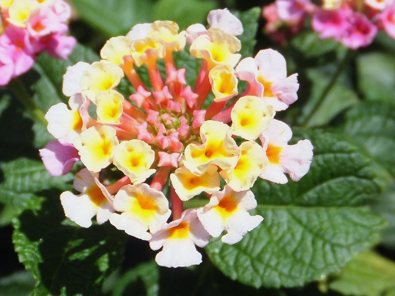 ランタナ カマラ Lantana Camara かぎけん花図鑑