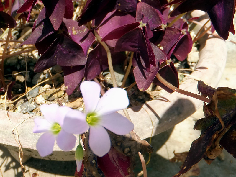 三角紫叶酢浆草 Oxalis Triangularis 科技研花图画书