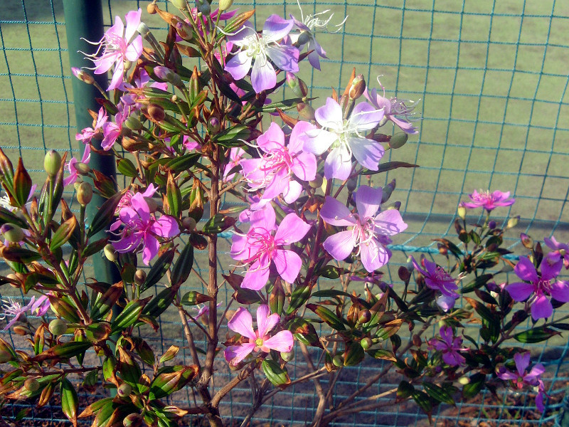 Melastoma tibouchina 'little angel'